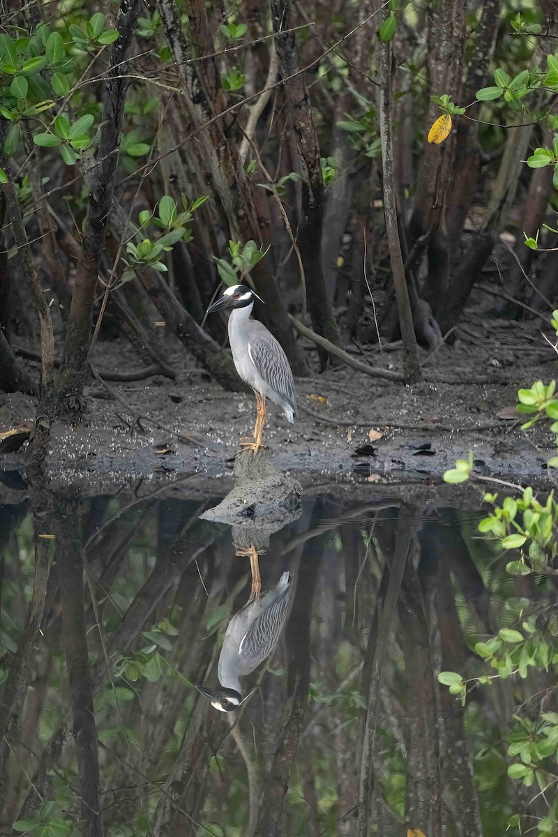 Yellow-crowned/Black-crowned Night Heron - ML610798542