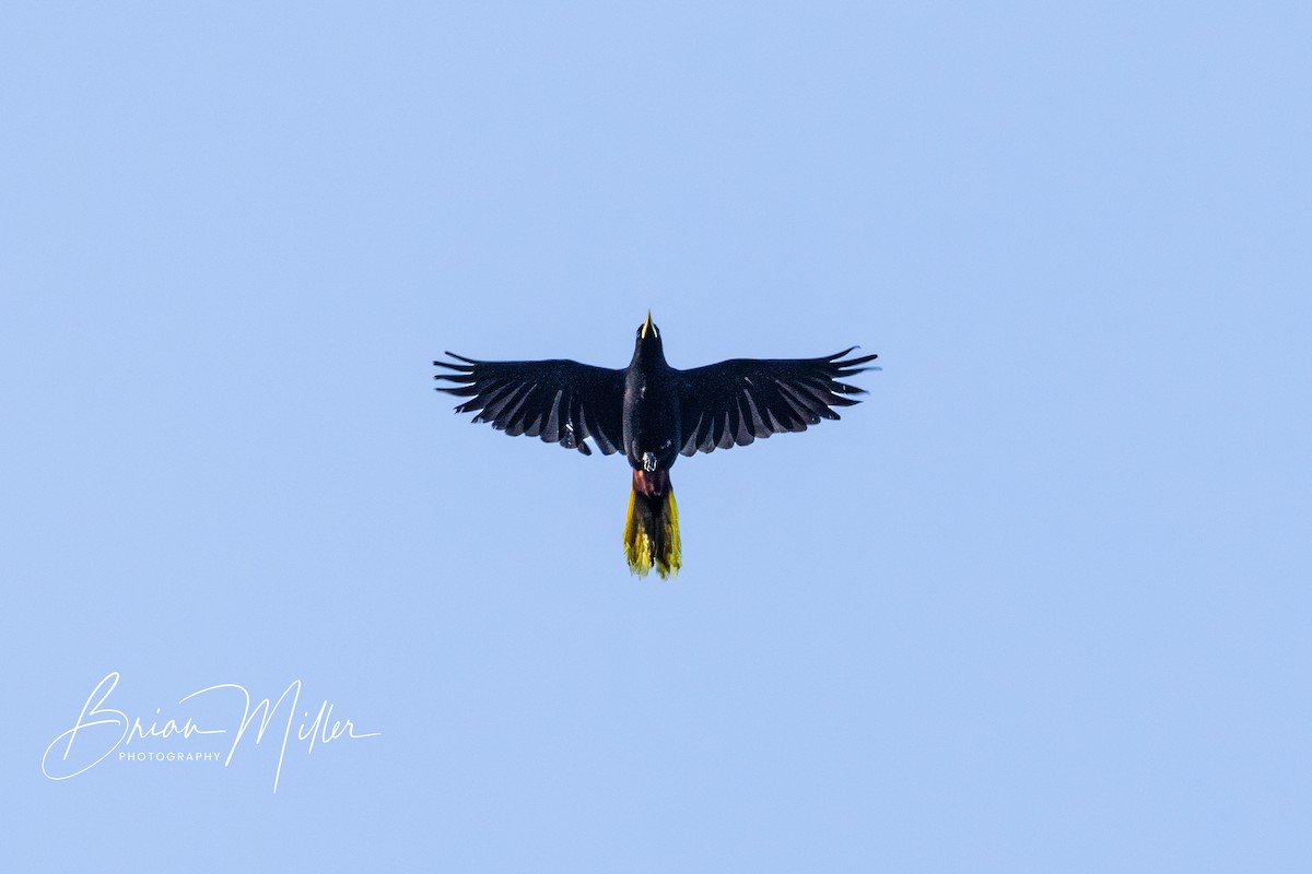 Crested Oropendola - ML610798575