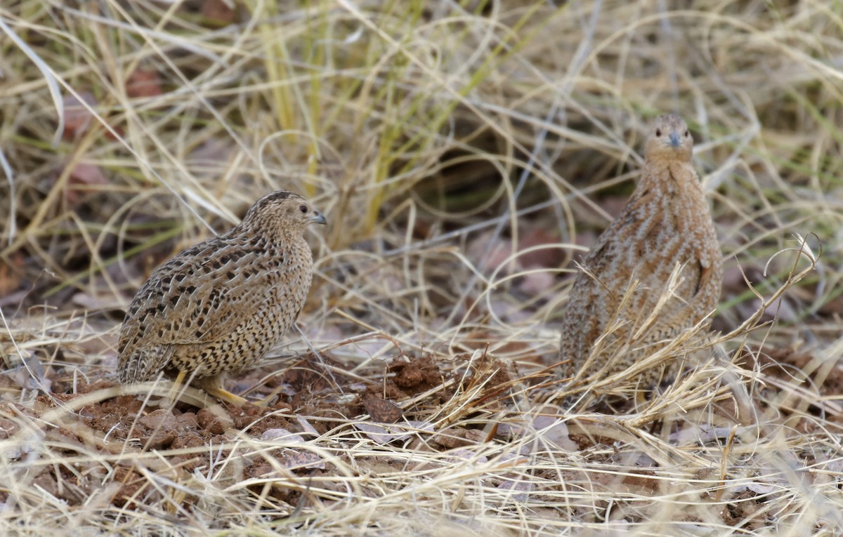 Brown Quail - ML610798584