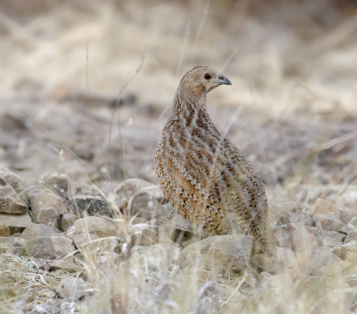 Brown Quail - ML610798585