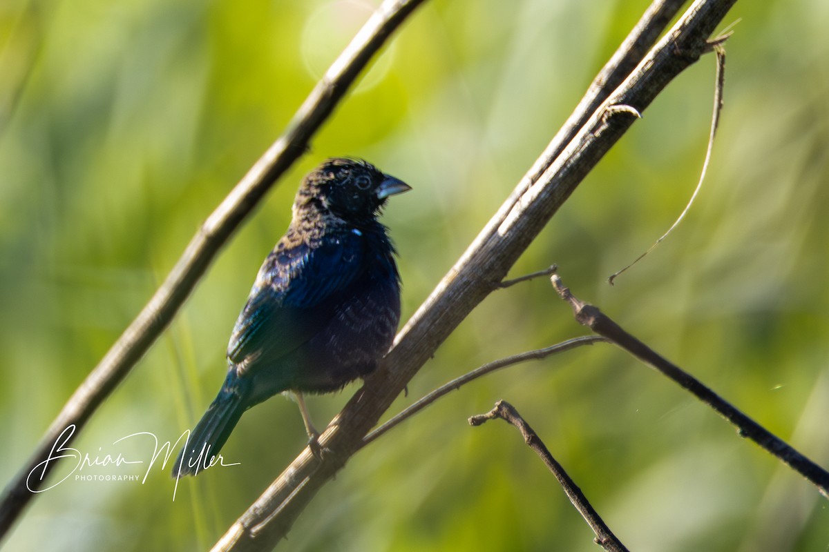 Blue-black Grassquit - ML610798608