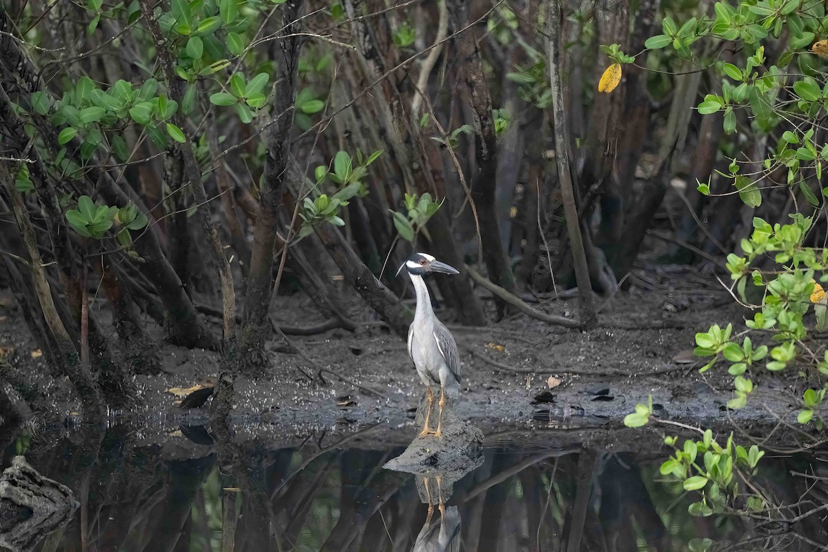 Yellow-crowned/Black-crowned Night Heron - ML610798616