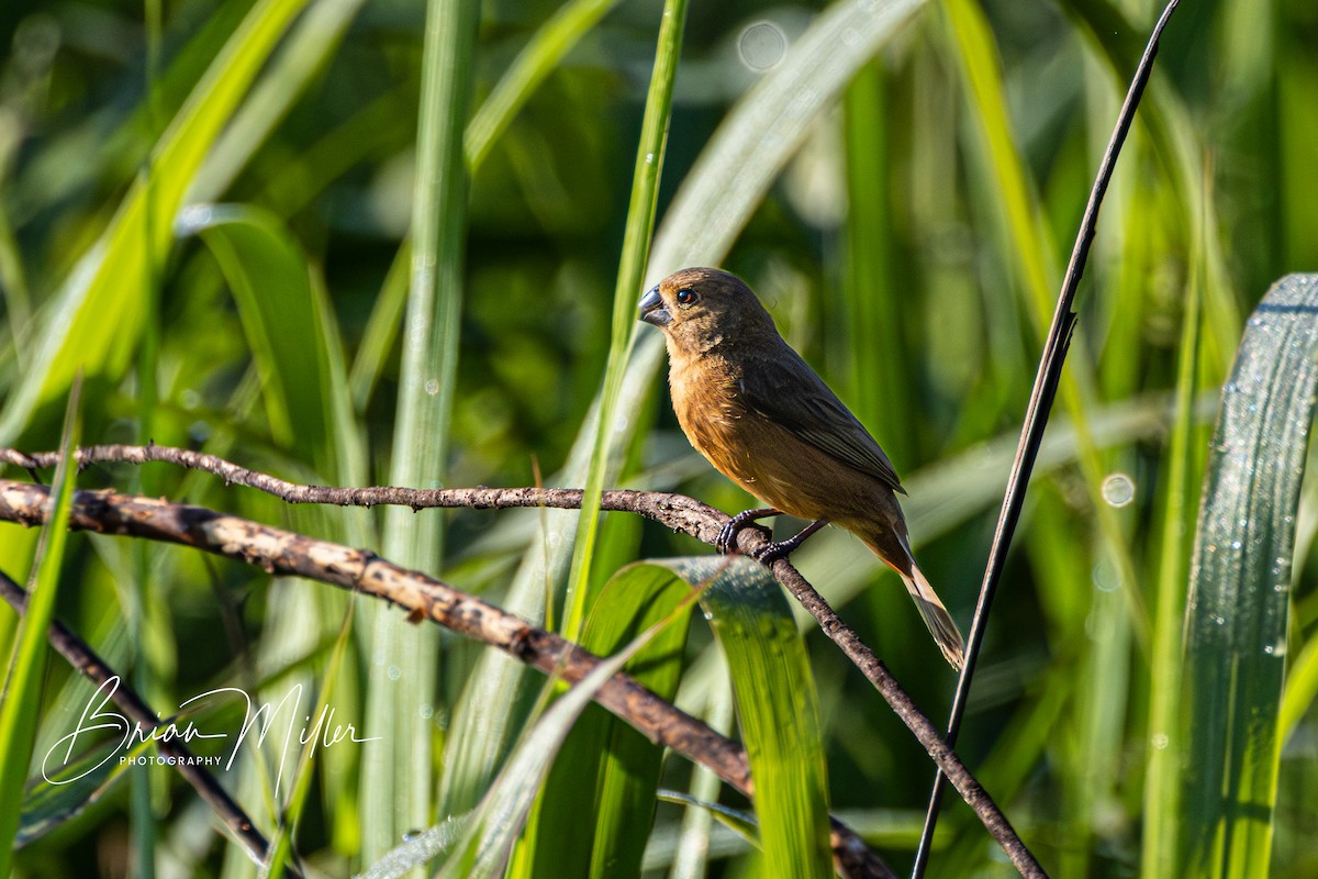 Chestnut-bellied Seed-Finch - ML610798627