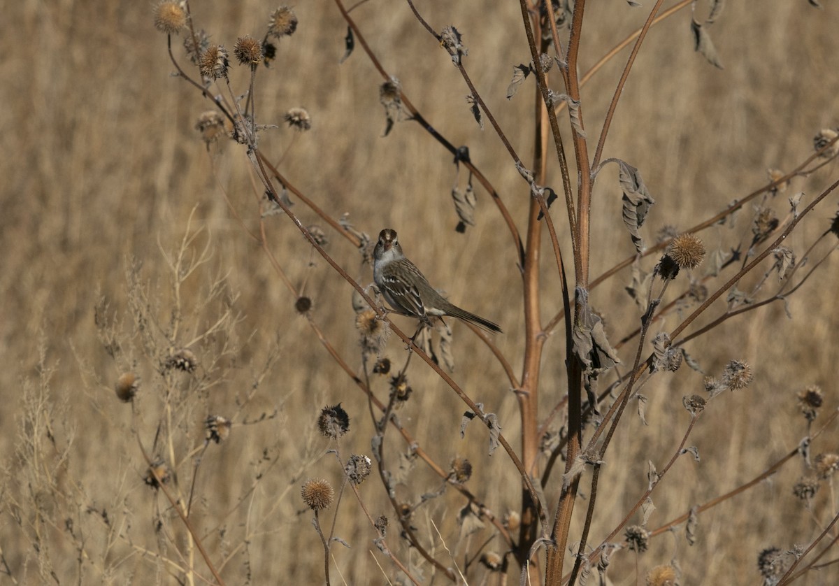 White-crowned Sparrow - ML610798628