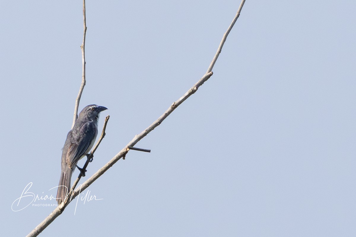 Bluish-gray Saltator - ML610798632