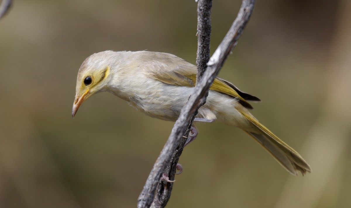 Yellow-tinted Honeyeater - Peter Bennet