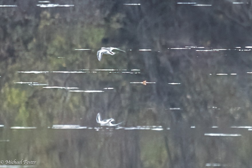 Red Phalarope - ML610798773