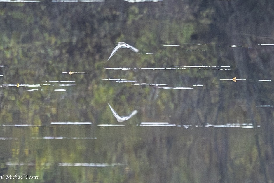 Phalarope à bec large - ML610798776