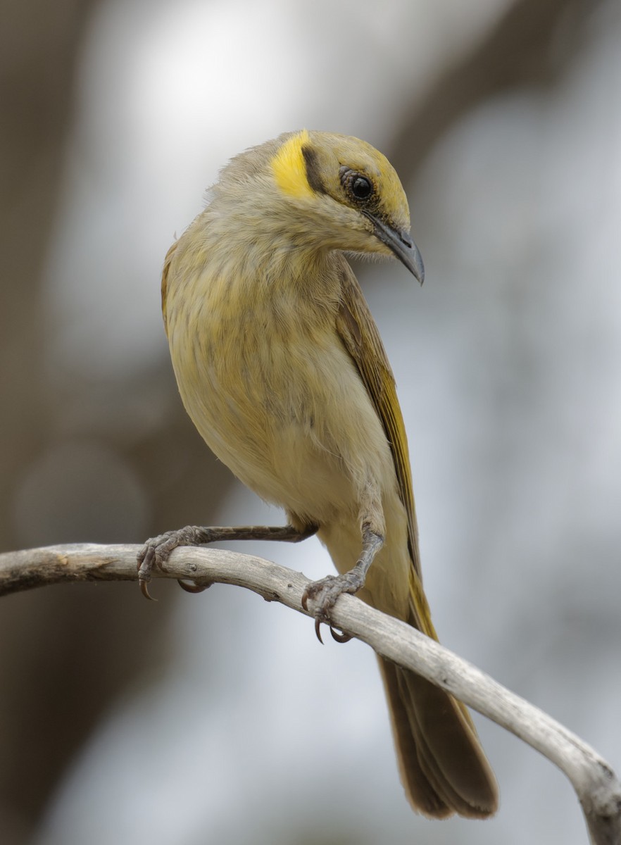 Gray-fronted Honeyeater - ML610798810