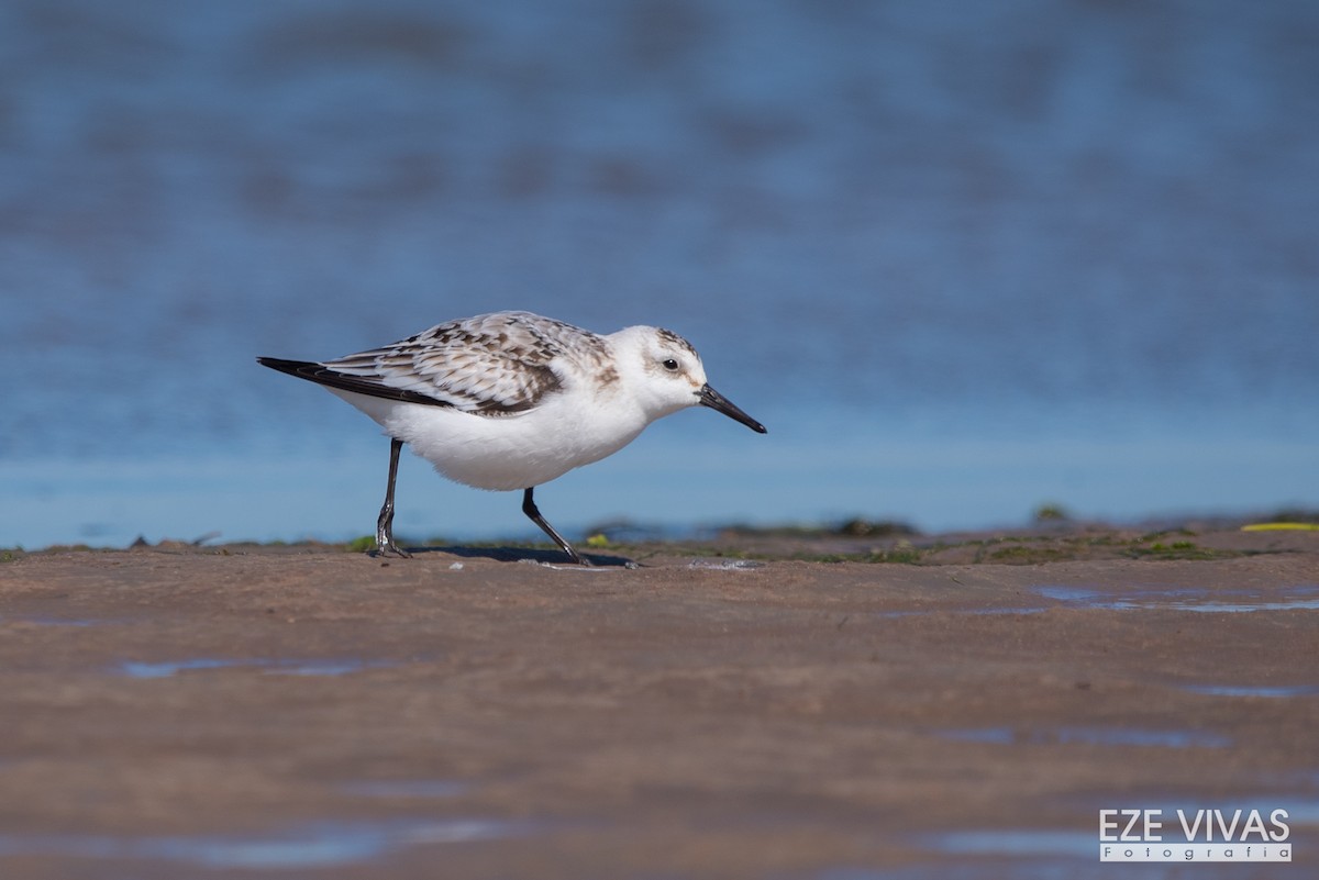 Bécasseau sanderling - ML610798813