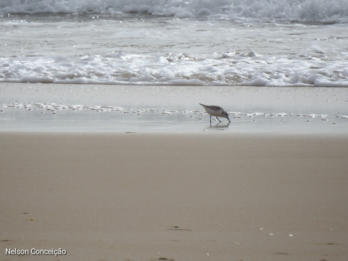 Sanderling - Nelson Conceição