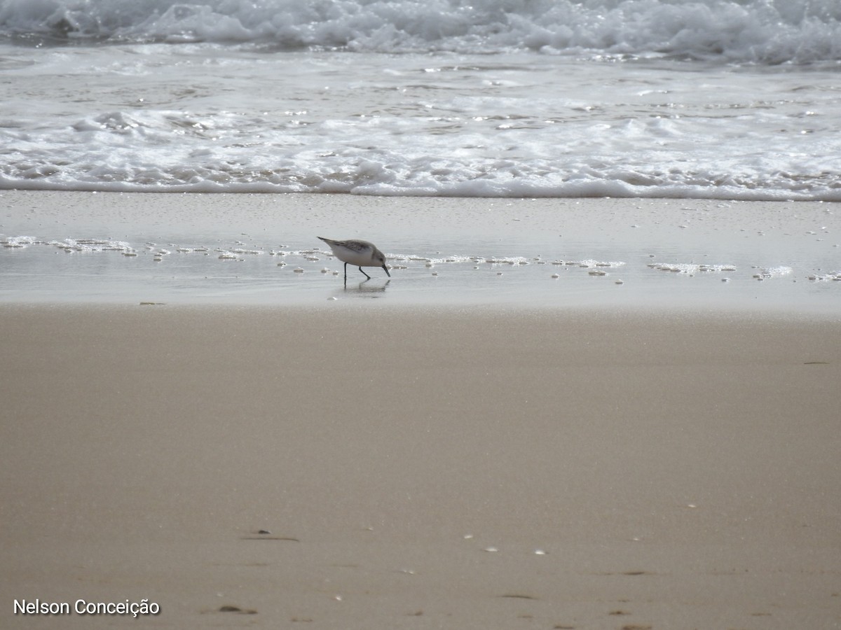 Bécasseau sanderling - ML610798849