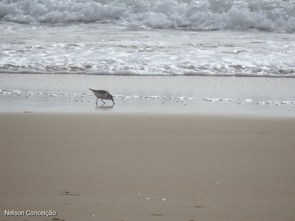 Bécasseau sanderling - ML610798850