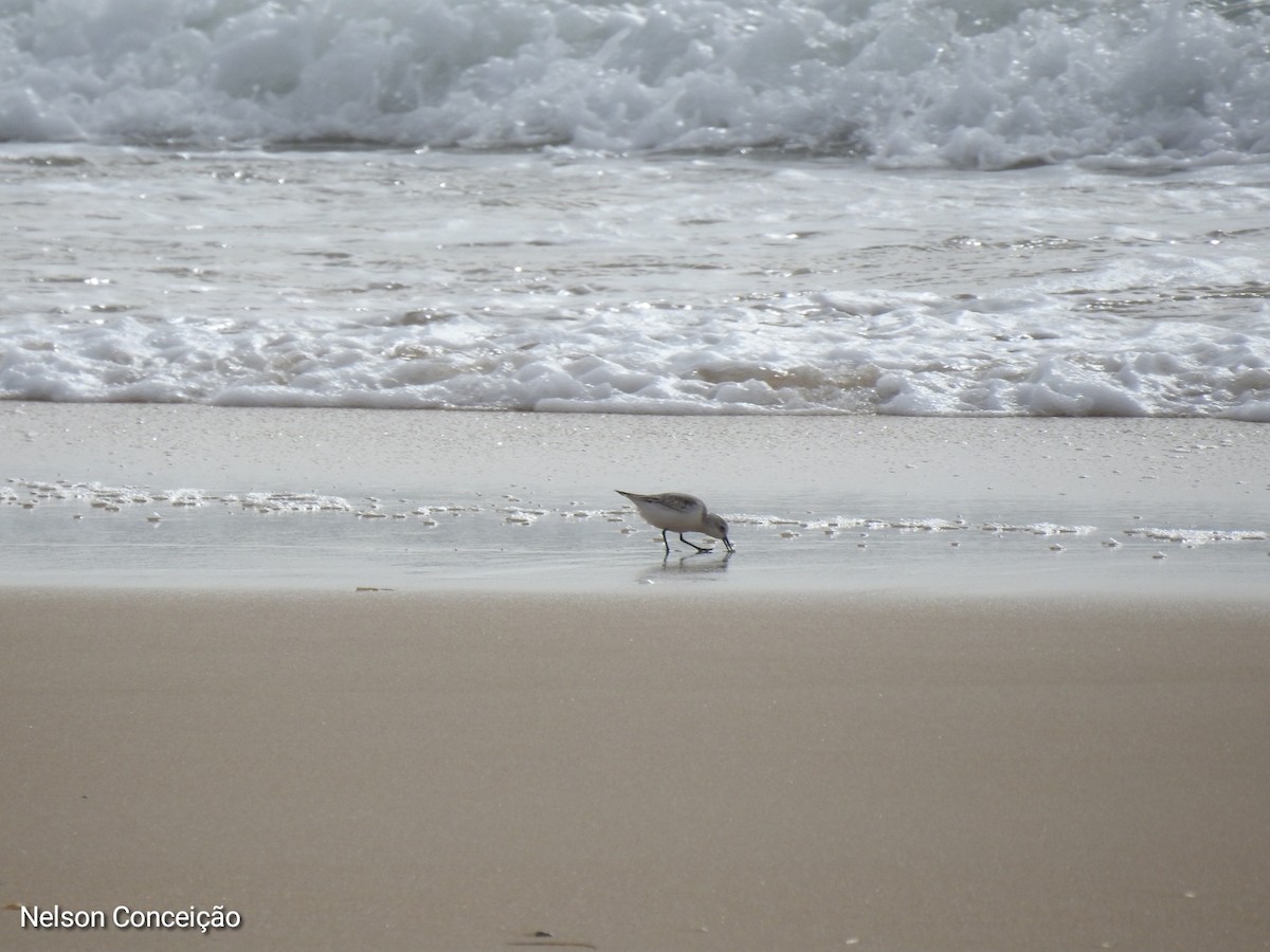 Bécasseau sanderling - ML610798851