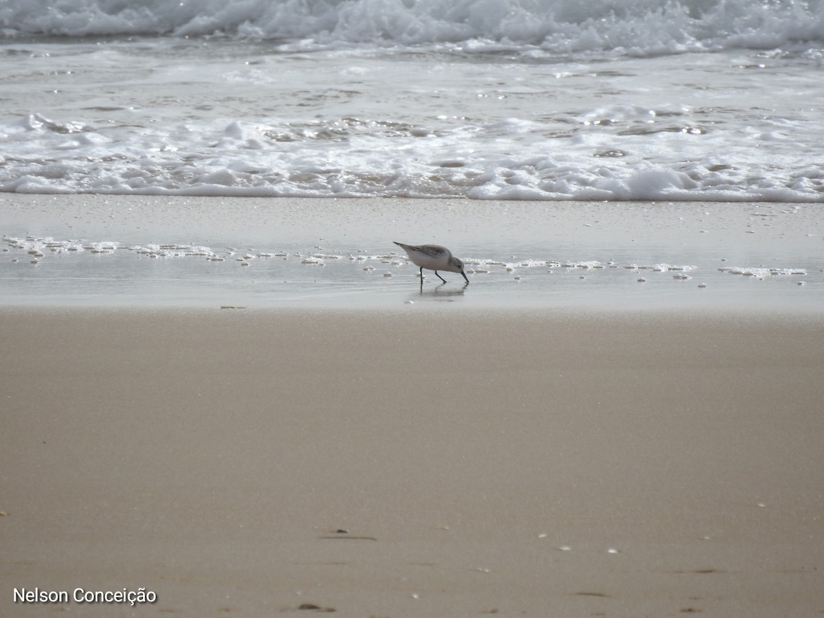 Bécasseau sanderling - ML610798852