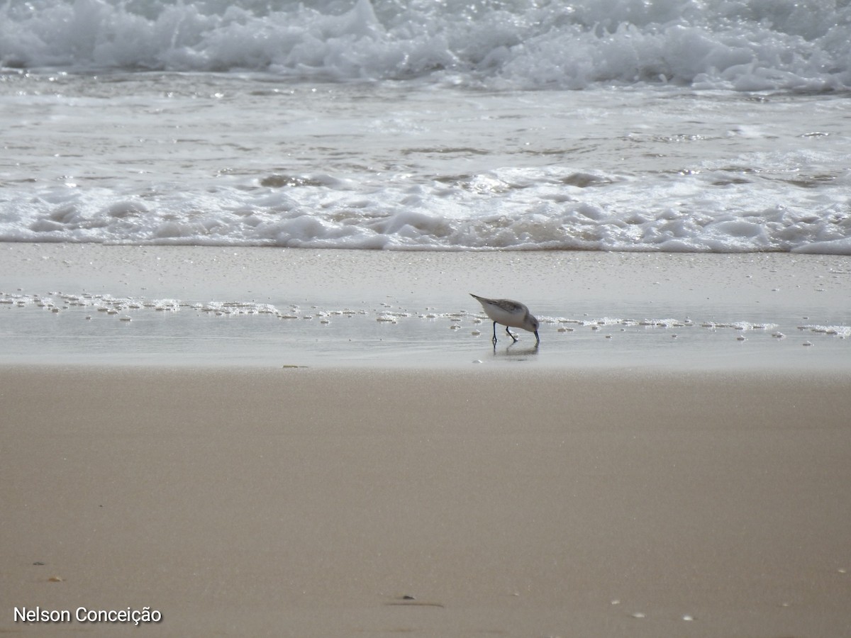 Bécasseau sanderling - ML610798853