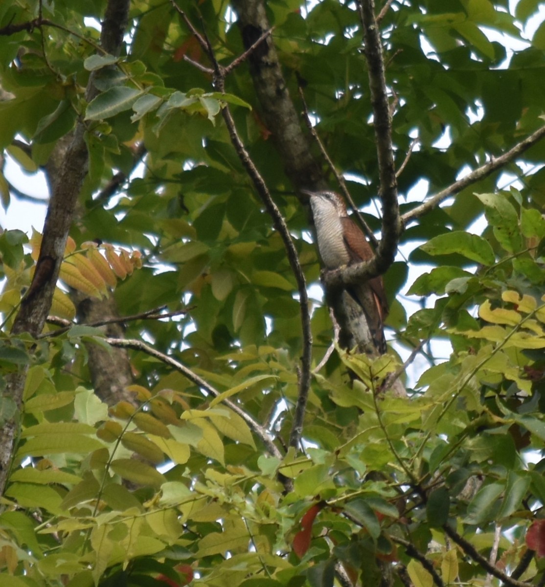 Banded Bay Cuckoo - ML610798860