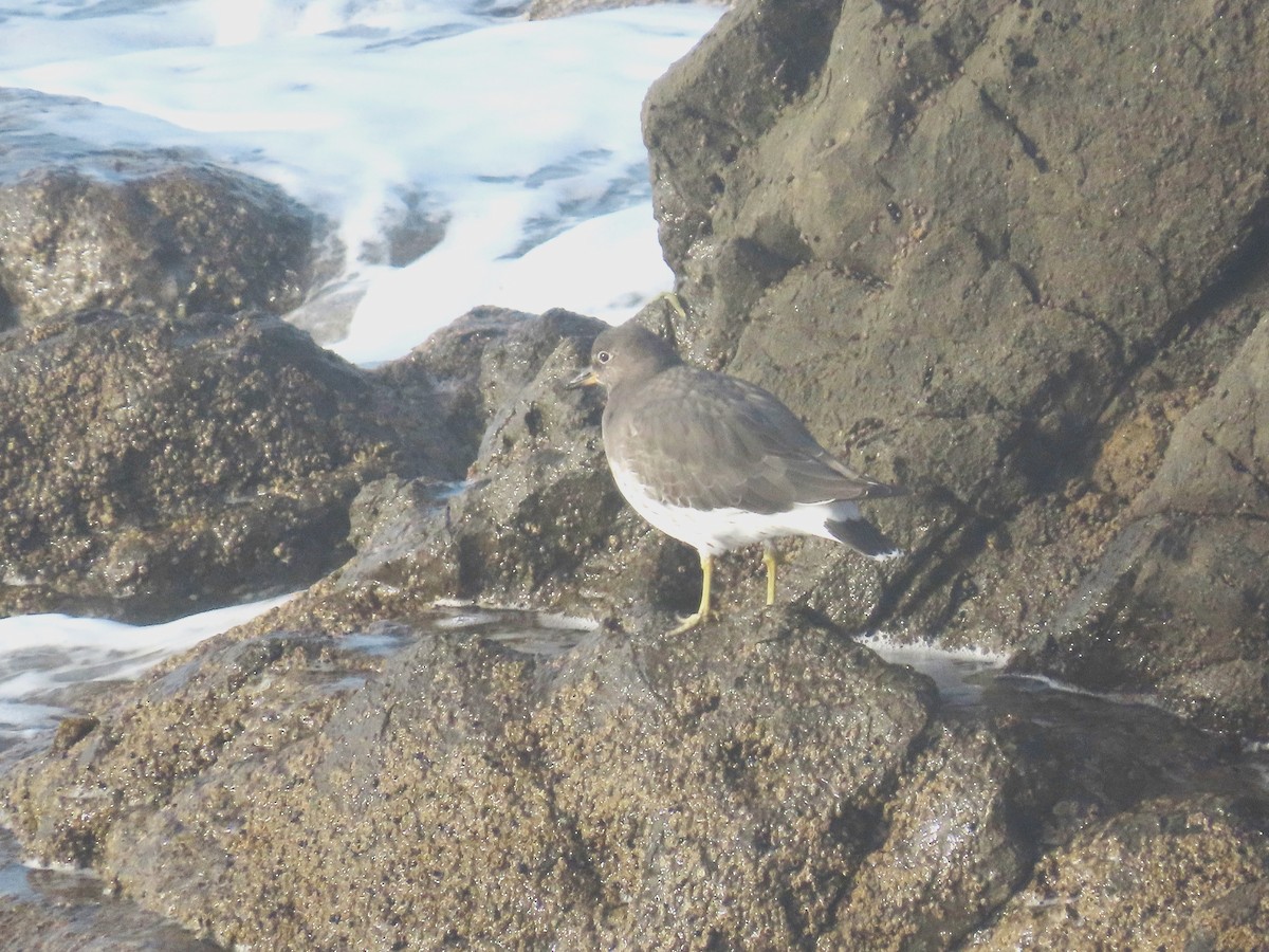 Surfbird - ML610798891