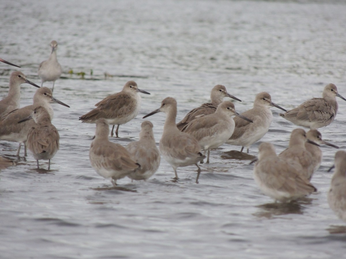 Willet - Enrique Choussy Rusconi