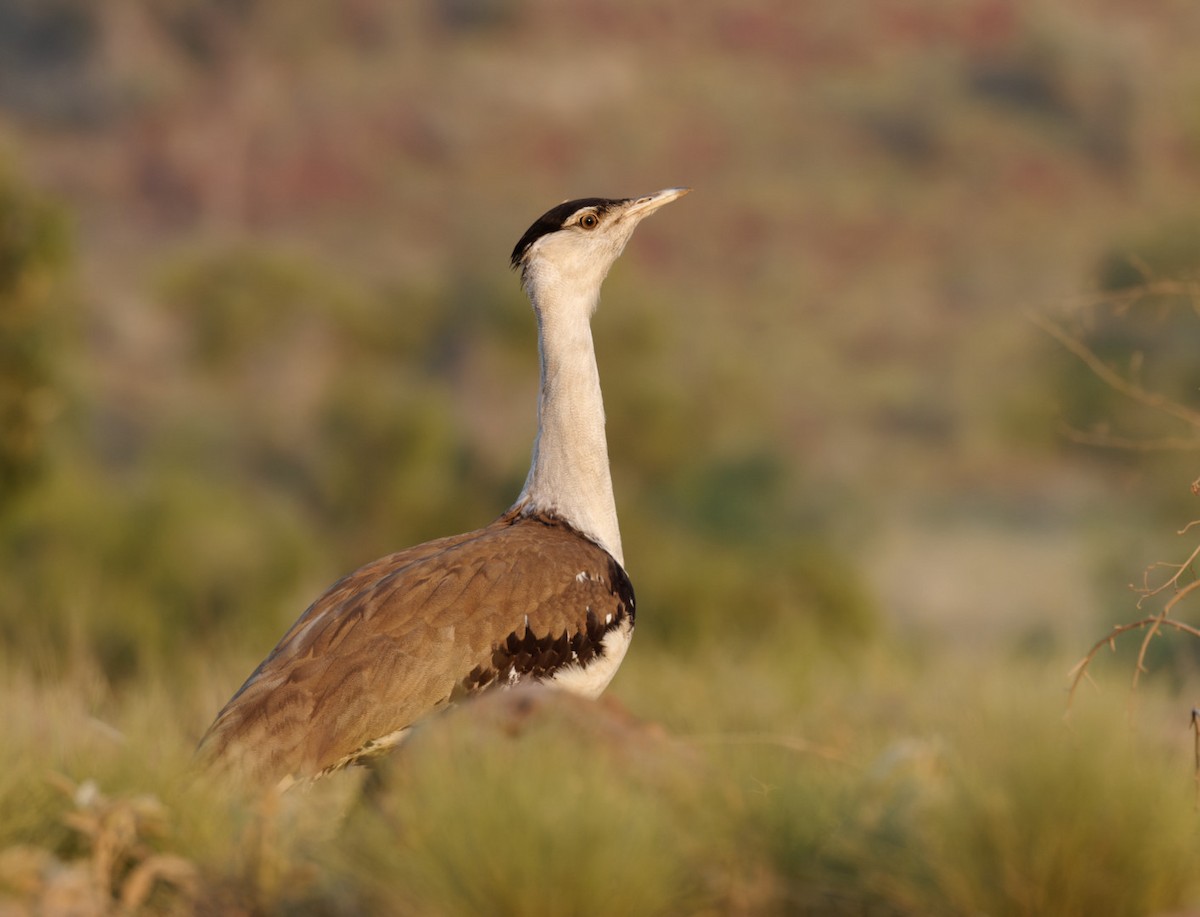 Australian Bustard - Peter Bennet