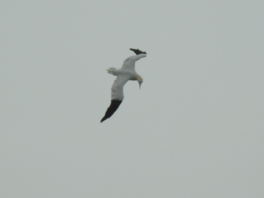 Northern Gannet - ML610798907