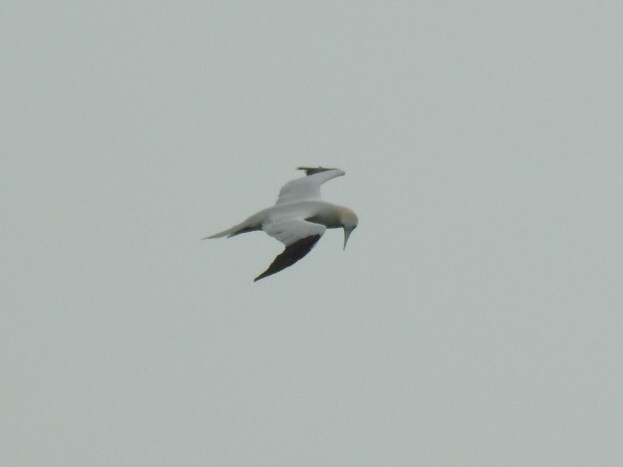 Northern Gannet - Nelson Conceição