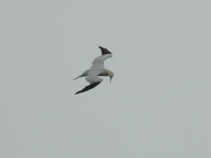 Northern Gannet - Nelson Conceição