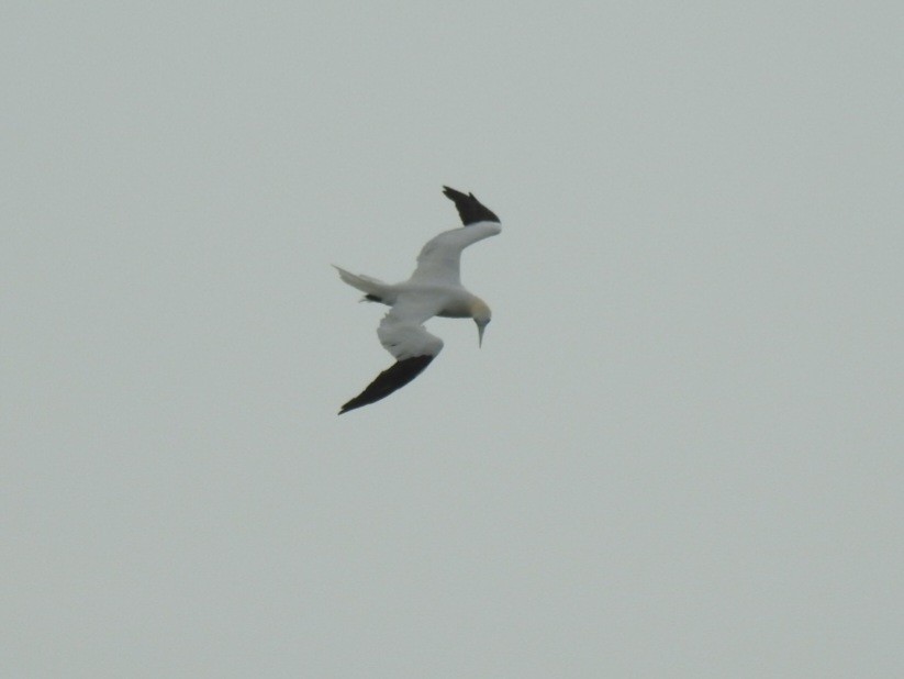 Northern Gannet - Nelson Conceição