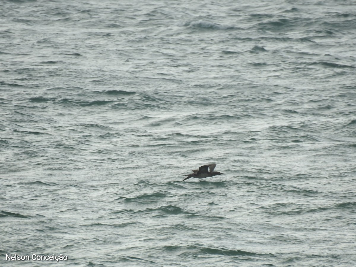 Northern Gannet - Nelson Conceição