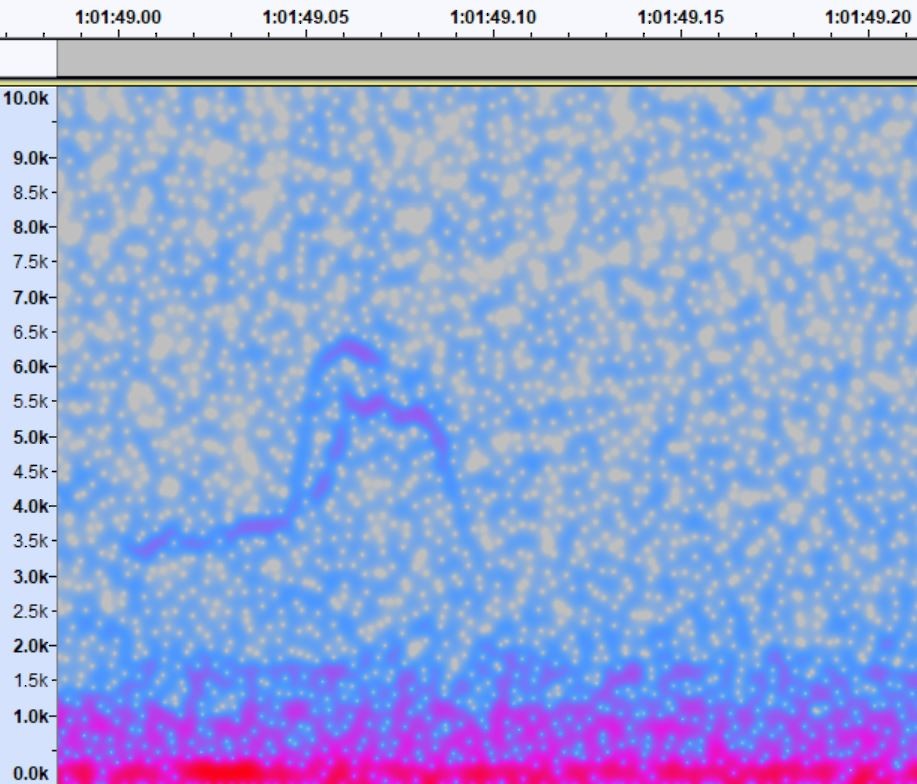 passerine sp. - Iain Rayner NFC Station