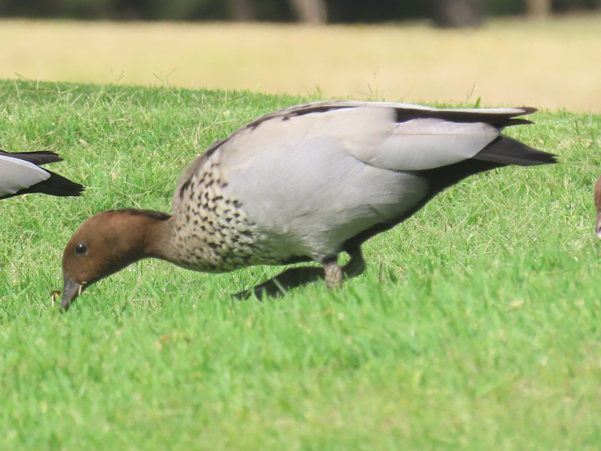 Canard à crinière - ML610798925