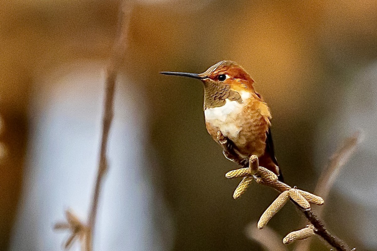 Rufous Hummingbird - Patrick Gray