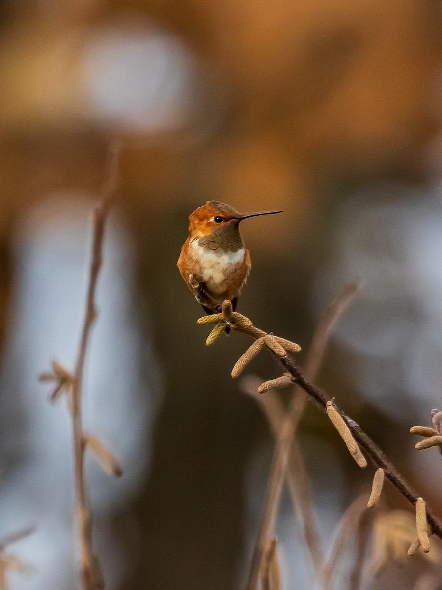 Rufous Hummingbird - Patrick Gray