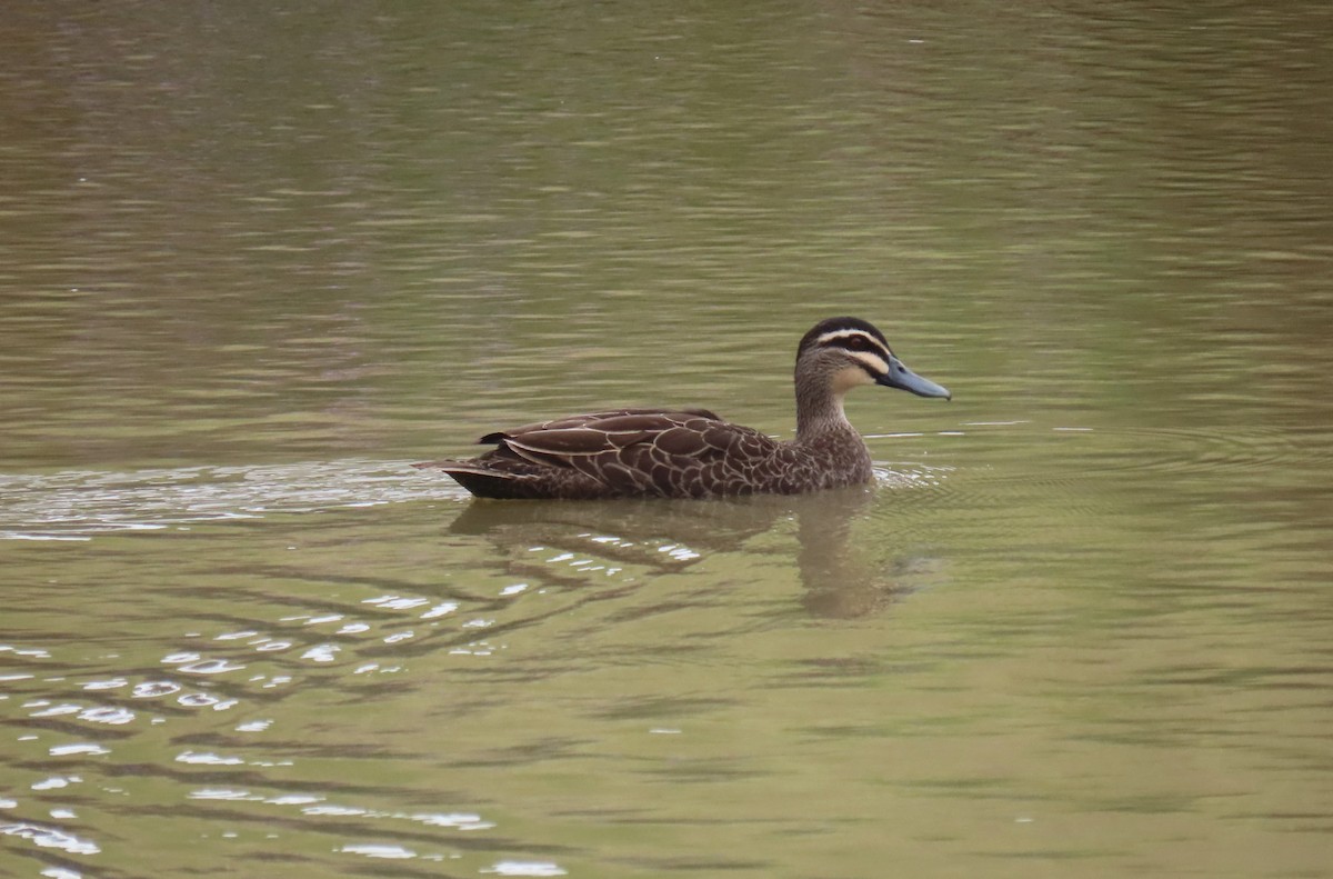 Pacific Black Duck - ML610798947