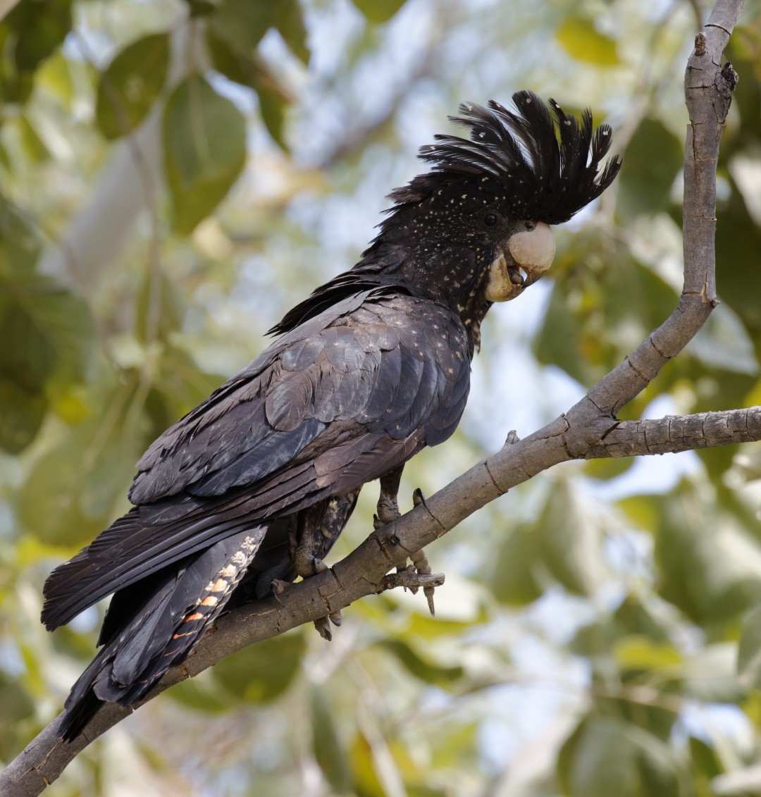 Red-tailed Black-Cockatoo - Peter Bennet