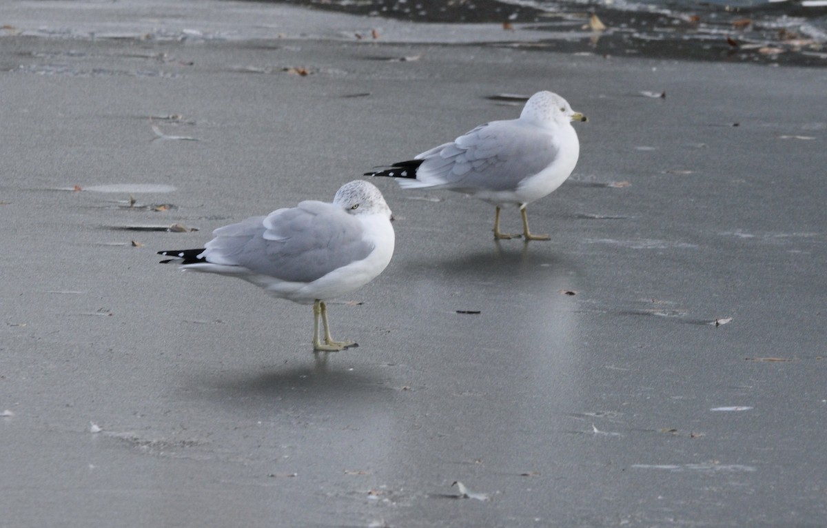Ring-billed Gull - Isabel and Tom Feasby