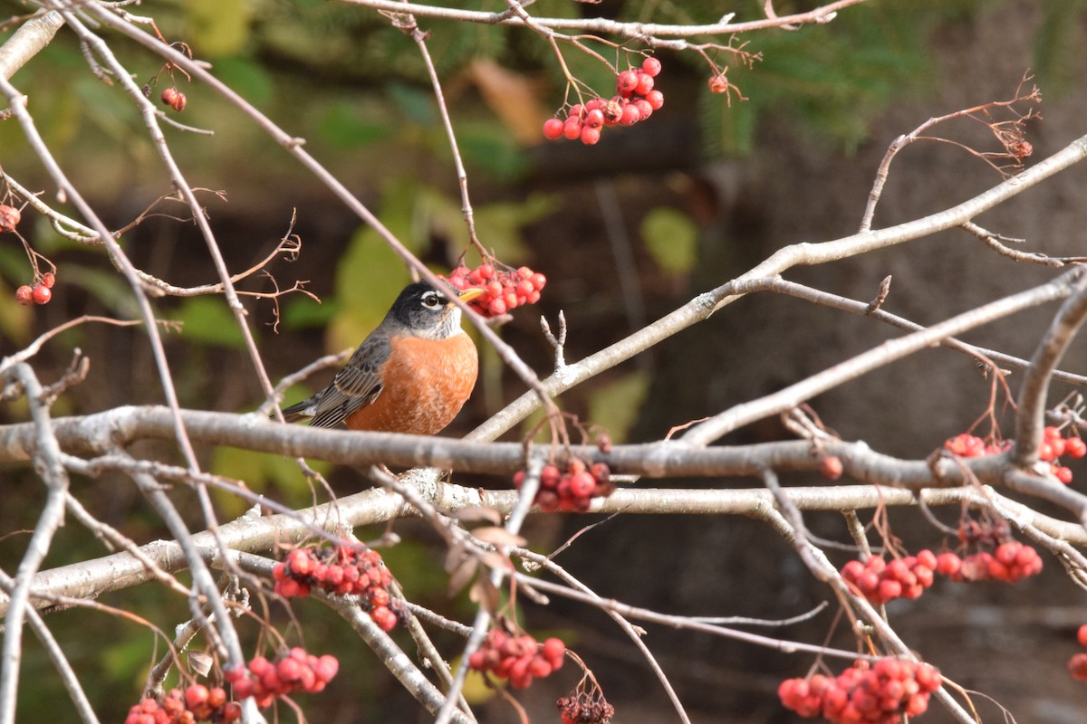 American Robin - ML610799028