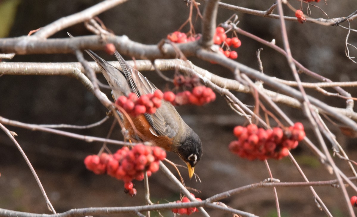 American Robin - ML610799040