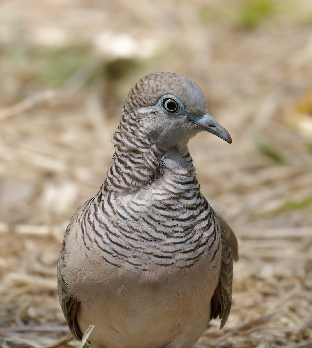 Peaceful Dove - Peter Bennet