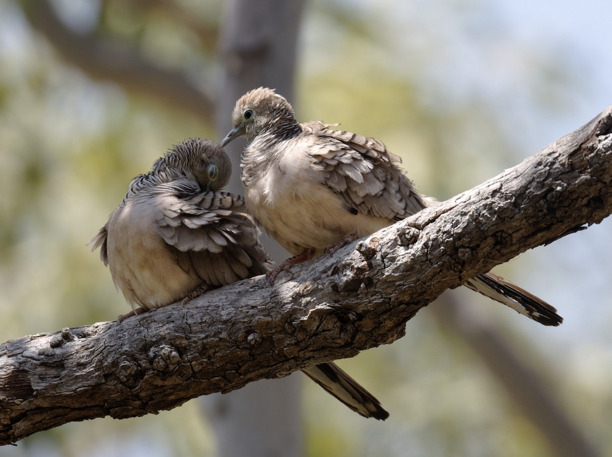 Peaceful Dove - ML610799047