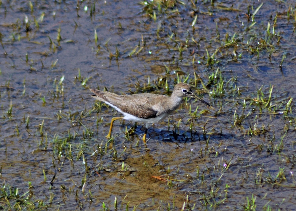 Solitary Sandpiper - ML610799180