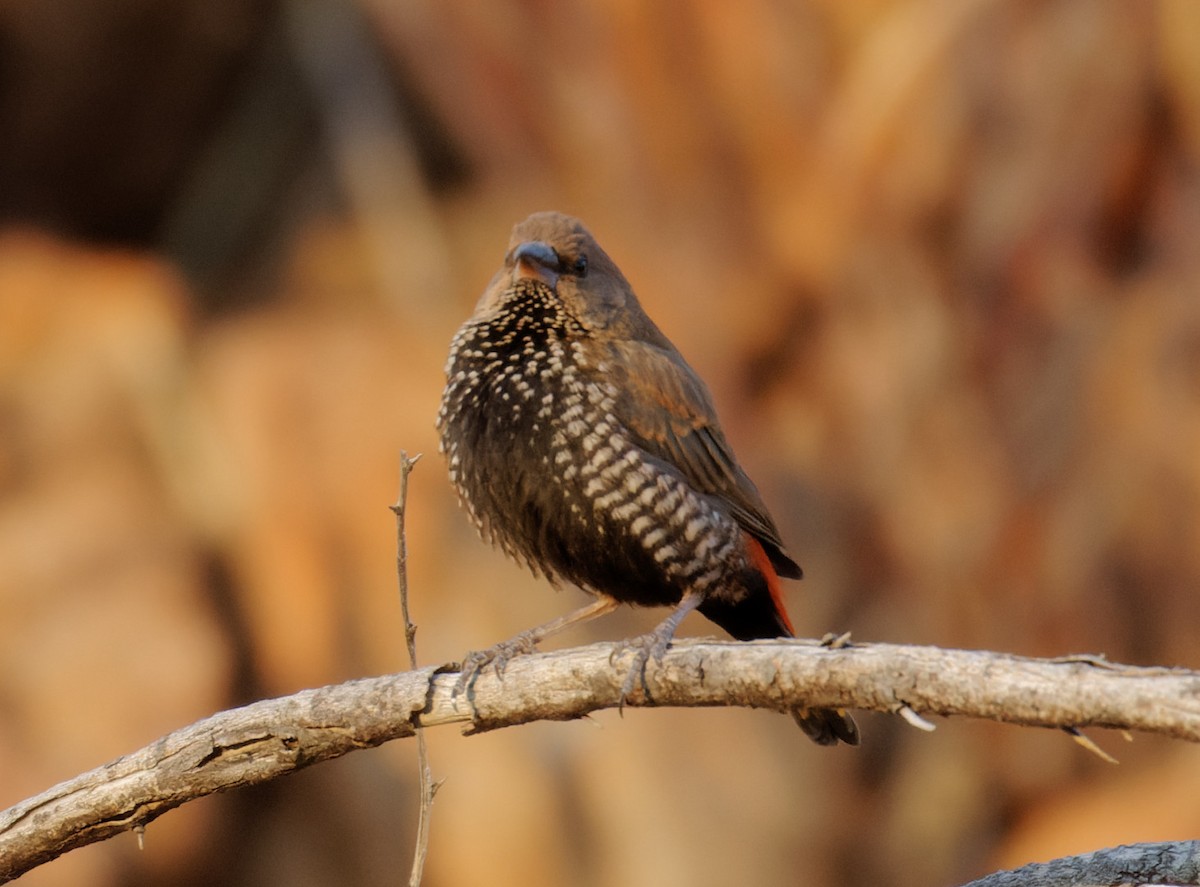 Painted Firetail - ML610799212