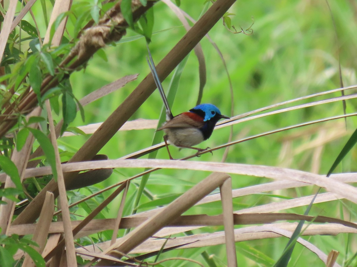 Variegated Fairywren - ML610799226