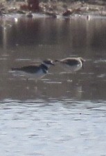 Dunlin - ML610799291