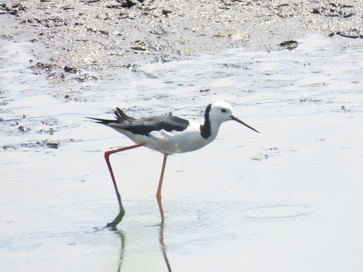 Pied Stilt - ML610799299