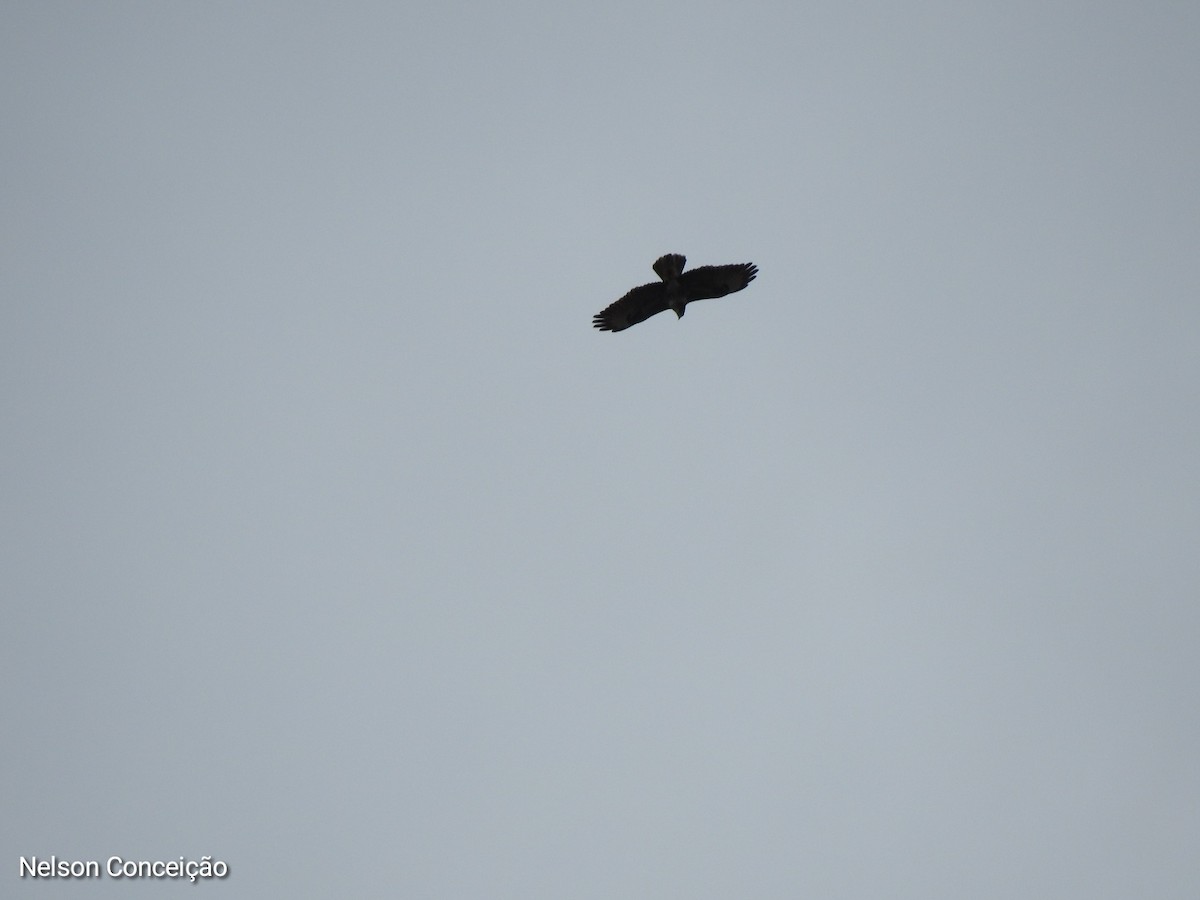 Common Buzzard - Nelson Conceição