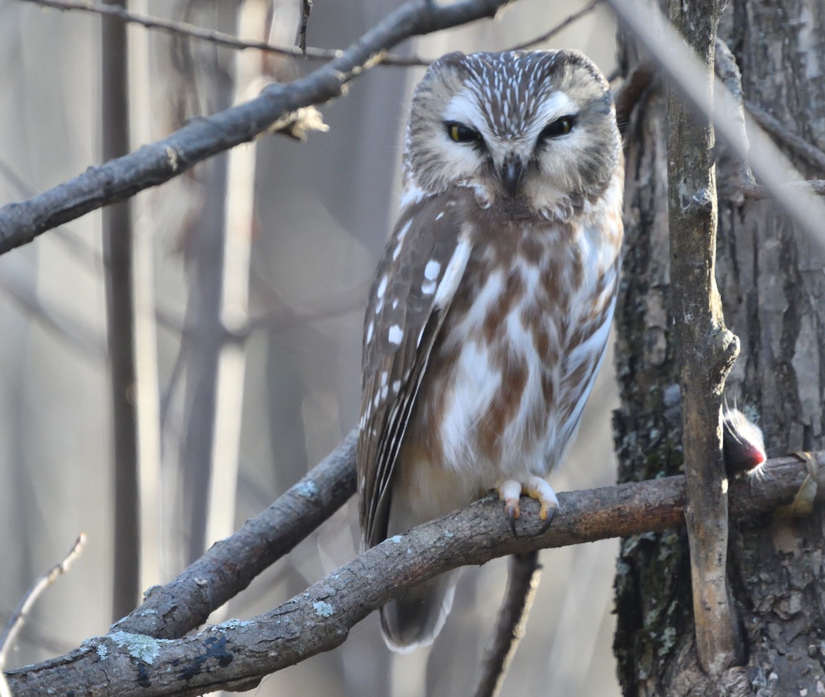 Northern Saw-whet Owl - ML610799350