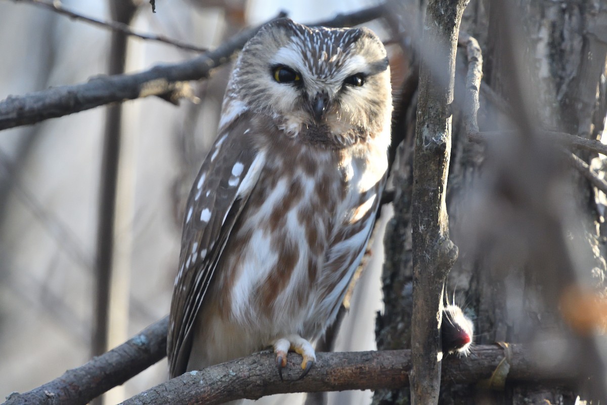 Northern Saw-whet Owl - ML610799351