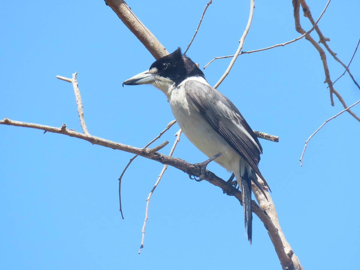 Gray Butcherbird - Alan Morris