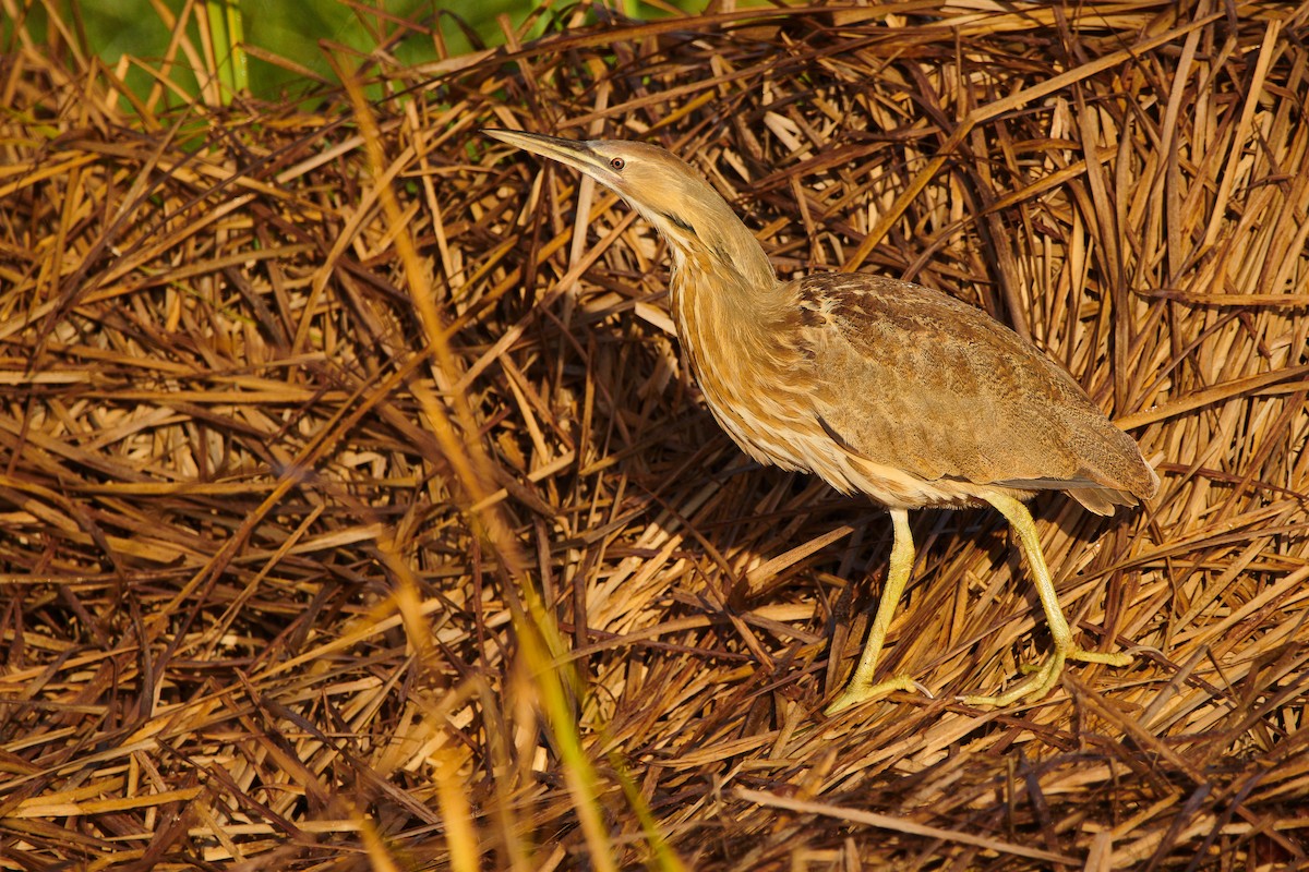 American Bittern - ML610799401